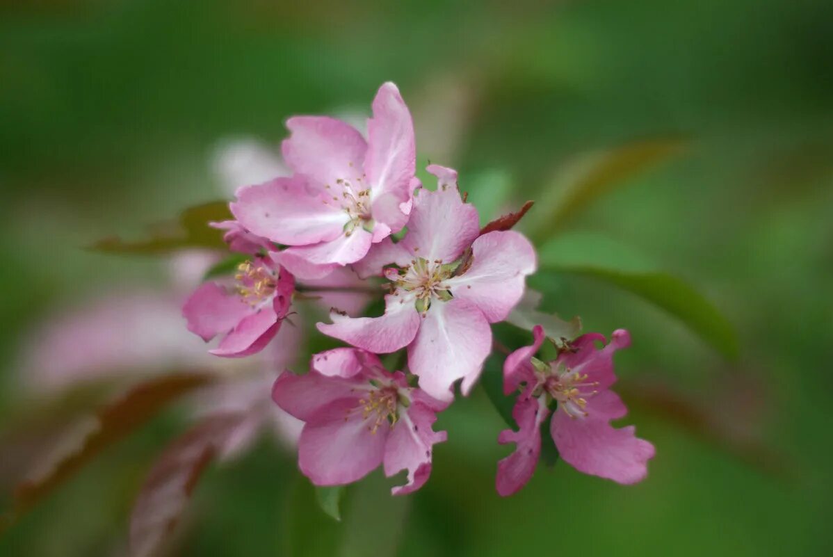 цветок яблони fb2