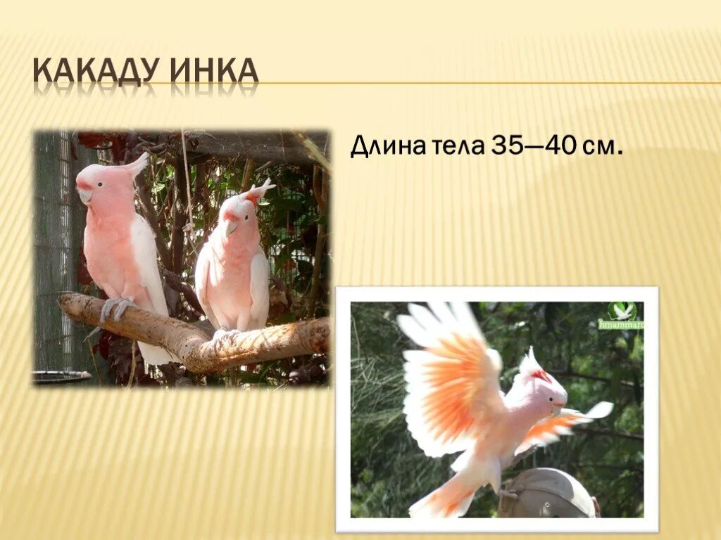 Какаду число. Какаду презентация. какаду инка. интересные факты о какаду. какаду длина тела.