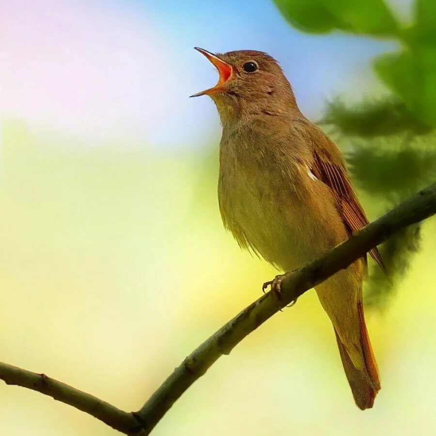 Хочу птица слушать. Соловей птичка певчая. Обыкновенный Соловей Luscinia Luscinia. Песнь соловья. Соловей подмосковный.