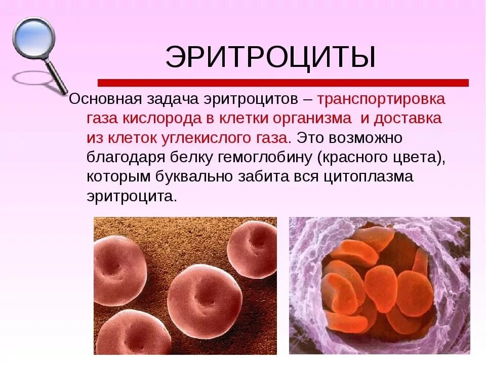 Выработка эритроцитов. Эритроциты. Эритроциты кратко. Эритроциты в крови. Задача эритроцитов.