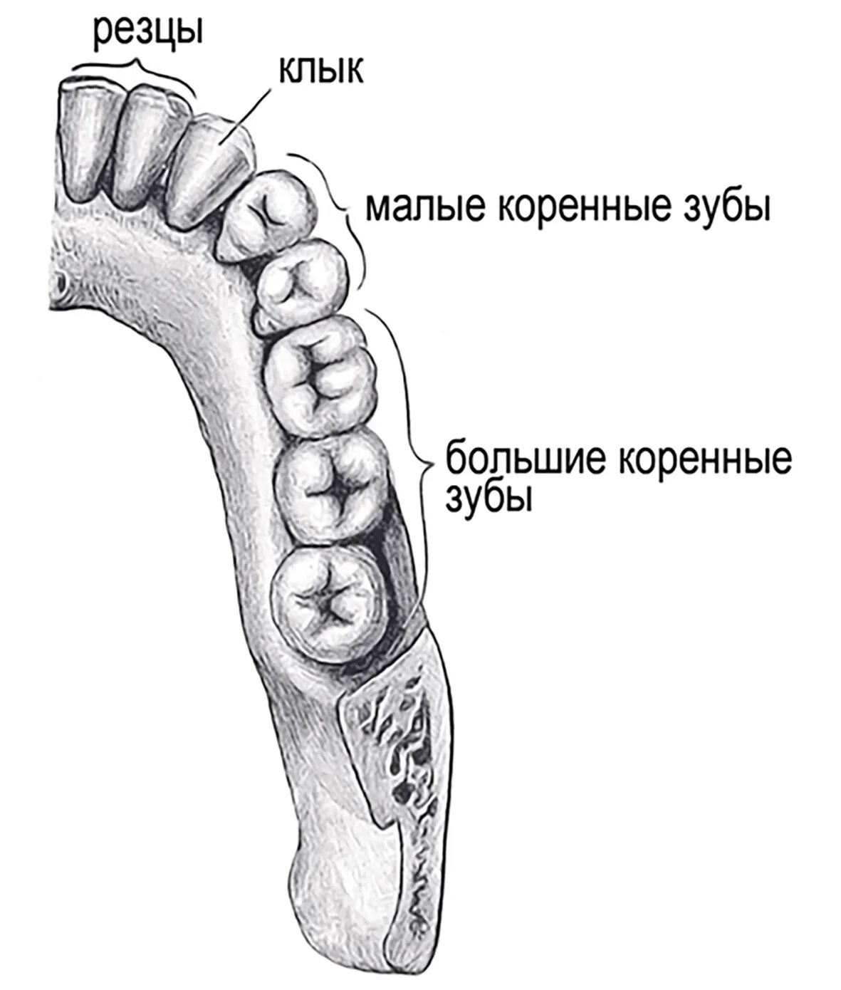 6 зуб снизу