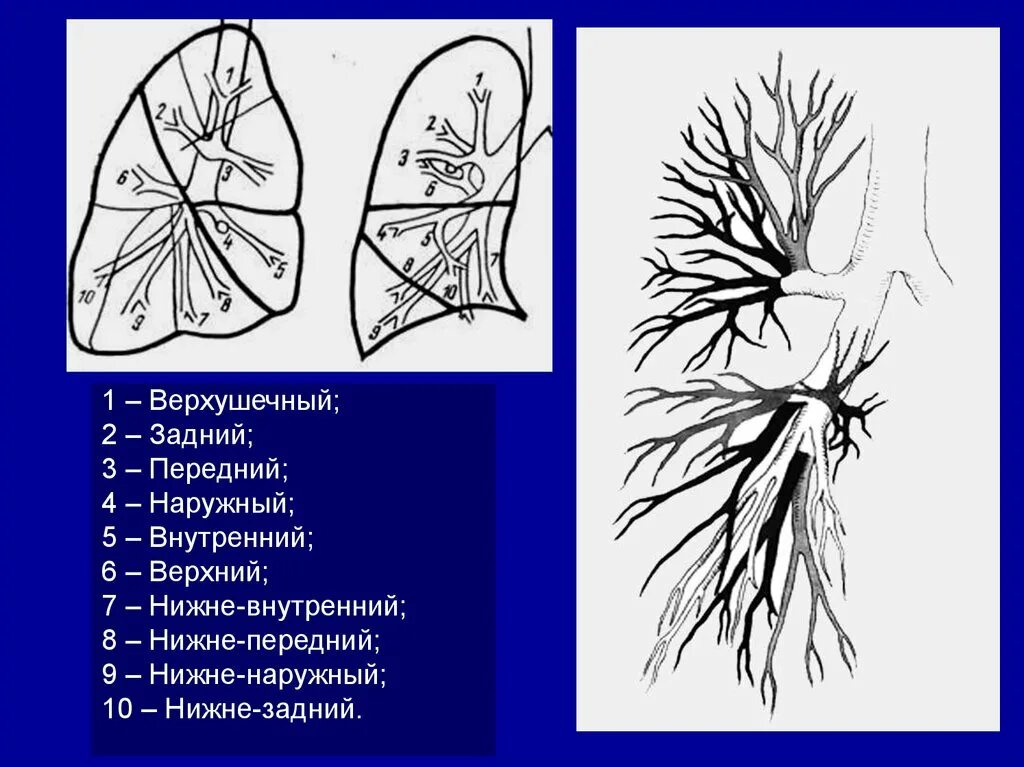 Верхушечный отдел правого легкого. Базально верхушечный сегмент легкого. Передней верхушечный. Фиброторакс верхушечный. Размер левого легкого