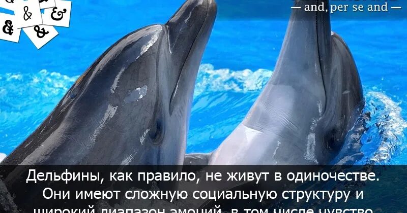 Легенда поведала о дельфине как понять выражение