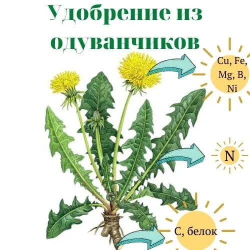 Полезен листьев одуванчика. Удобрение из одуванчиков. Подкормка из одуванчиков. Лист одуванчика. Настой одуванчика для огорода.