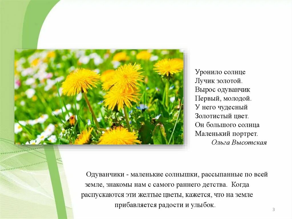 О и высоцкой одуванчик. Уронило солнышко лучик золотой вырос. Уронило солнце лучик золотой стих. Уронило солнце лучик золотой вырос одуванчик первый. Стих уронило солнце лучик золотой вырос одуванчик первый молодой.