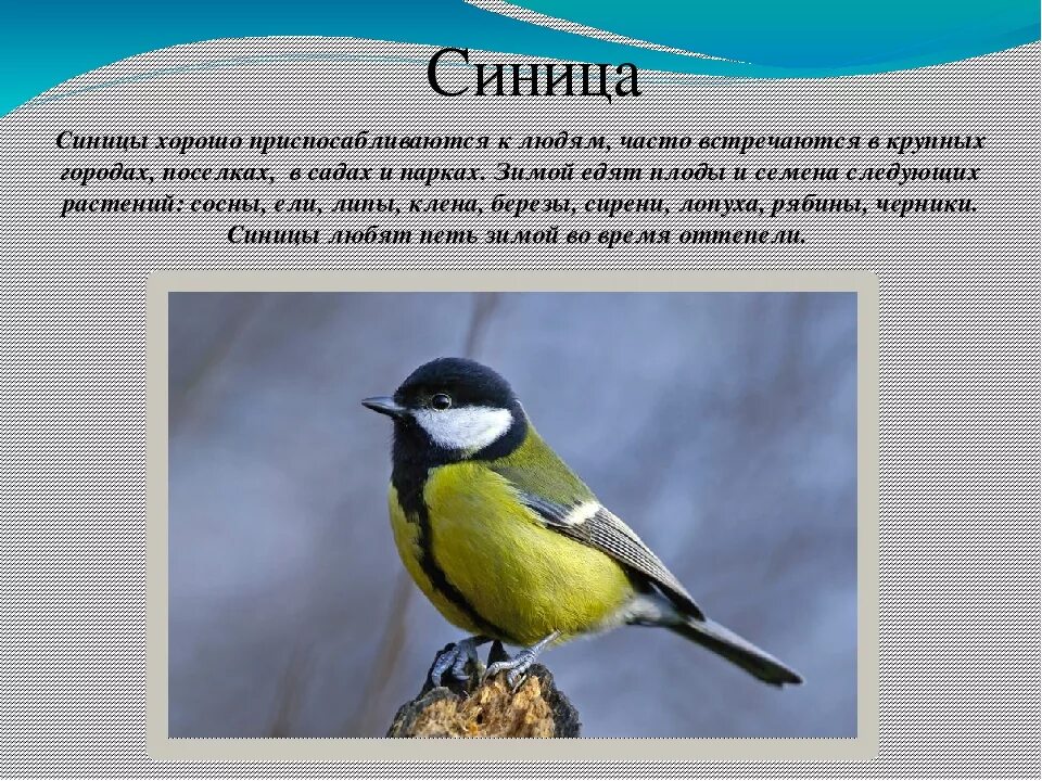 Текст про синицу. Описание синицы. Описание синички. Описание большой синицы. Синица описание птицы.