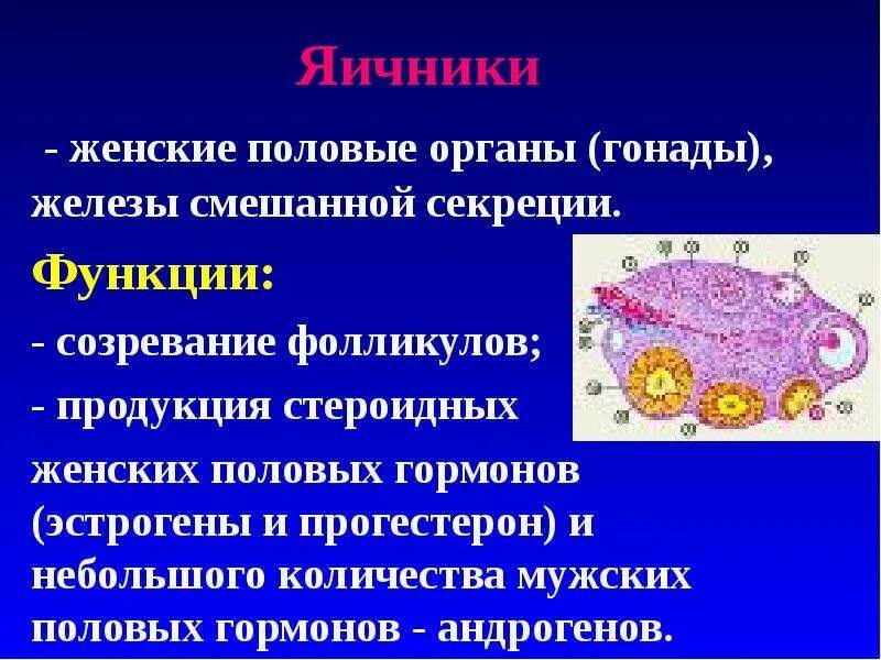 Железа женские органы. Яичники строение и функции. Половые железы строение и функции. Функции женских половых желез. Строение яичника.