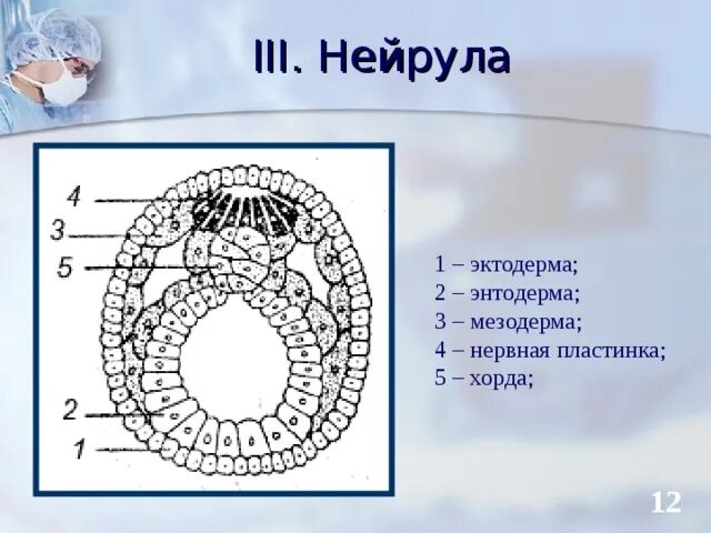 Нейрула эктодерма. Зародышевые листки эктодерма энтодерма. мезодерма эктодерма энтодерма эмбрион. нейрула зародышевые листки. строение эмбриона эктодерма.