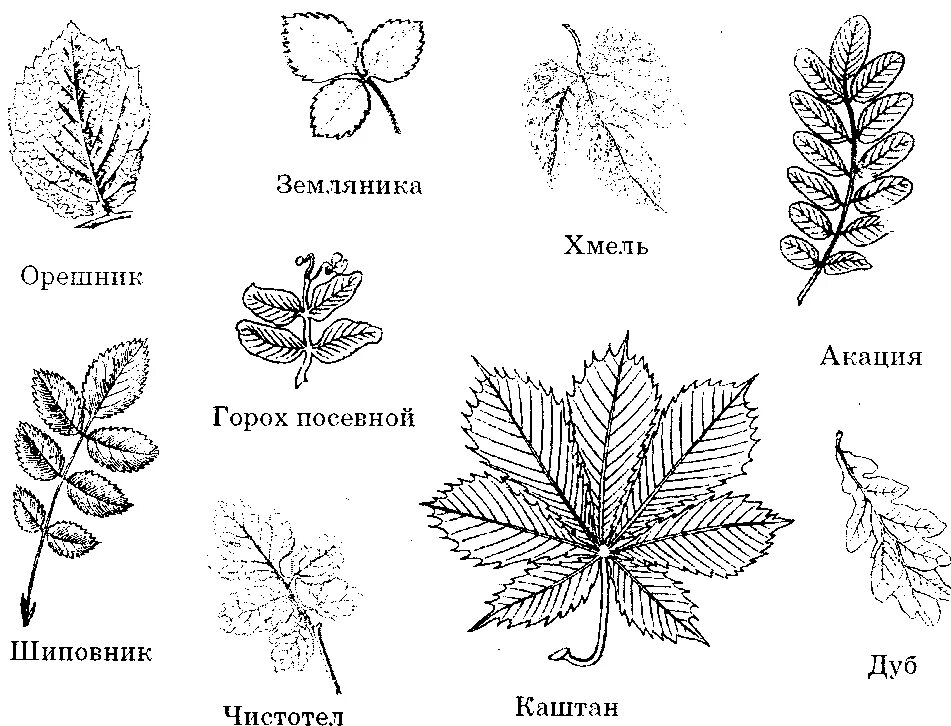 Лист орешника простой или сложный. Типы сложных листьев рисунок. Простые и сложные листья. Строение сложных листьев. Картинка простого листа