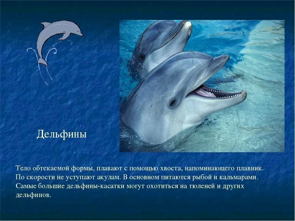 Животные обитатели воды имеют обтекаемую форму тела. Морские животные с описанием. Доклад про дельфинов. Обитатели мирового океана с названиями. Редкий вид дельфинов.