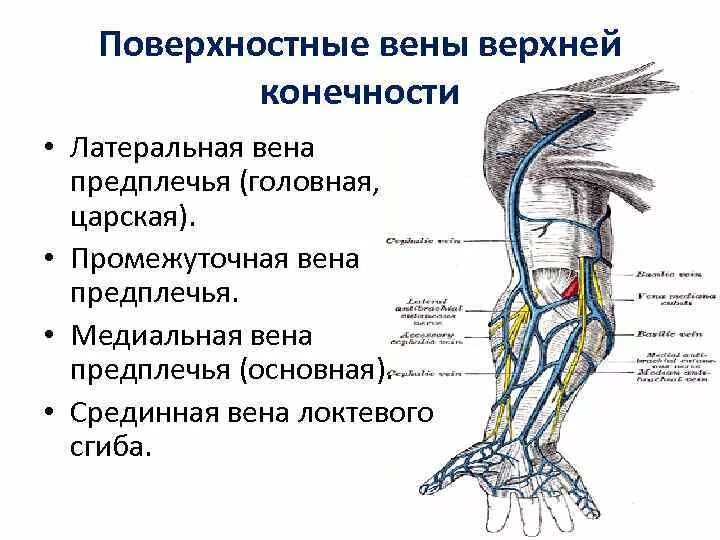 Кровоснабжение верхней конечности вены. Поверхностная Вена верхней конечности. Вены верхних конечностей УЗИ анатомия. Медиальная подкожная Вена.