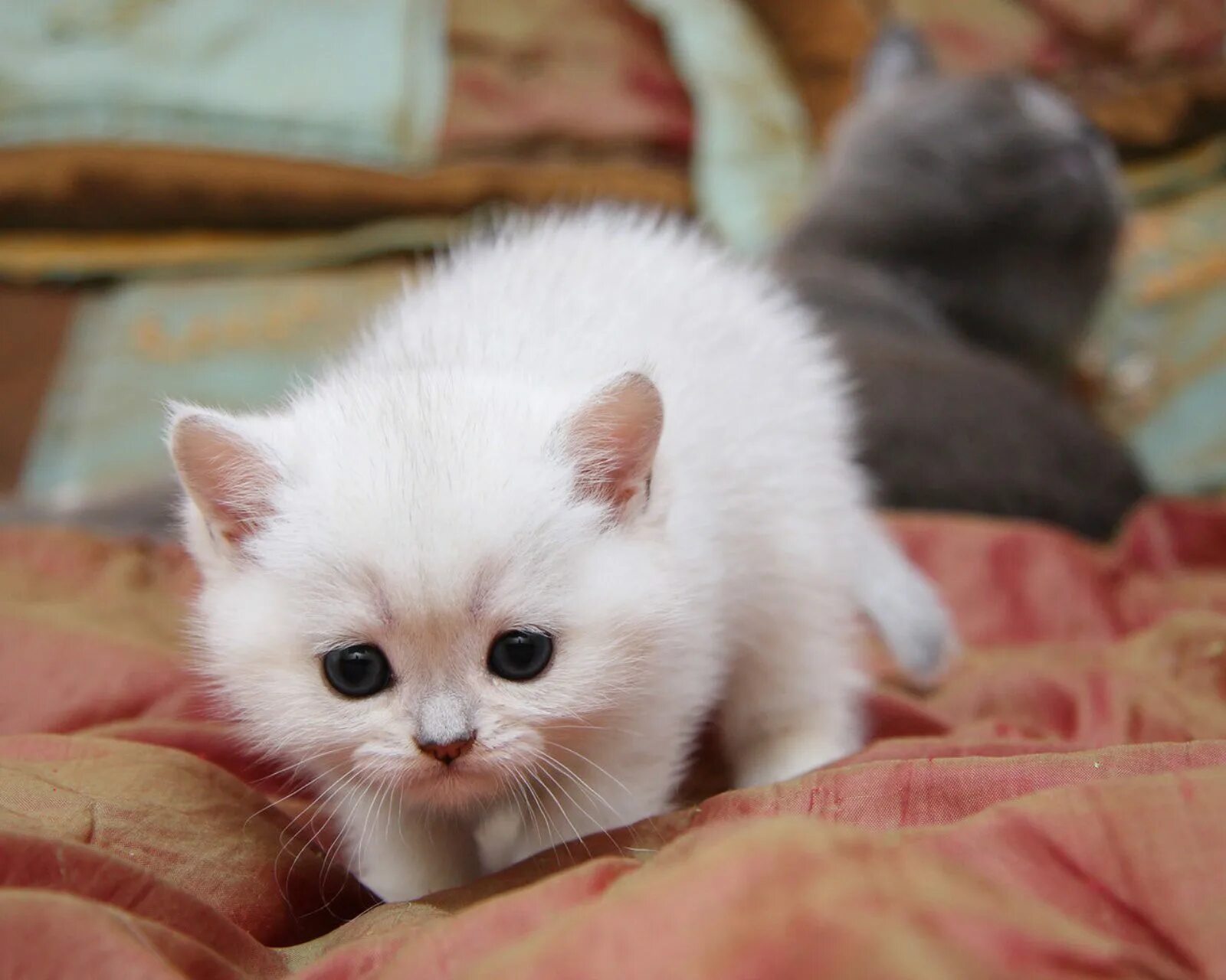 Фотографии котят