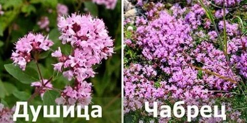 Чабрец и душица одно и тоже