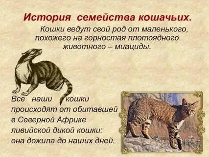 Слова относящиеся к кошкам