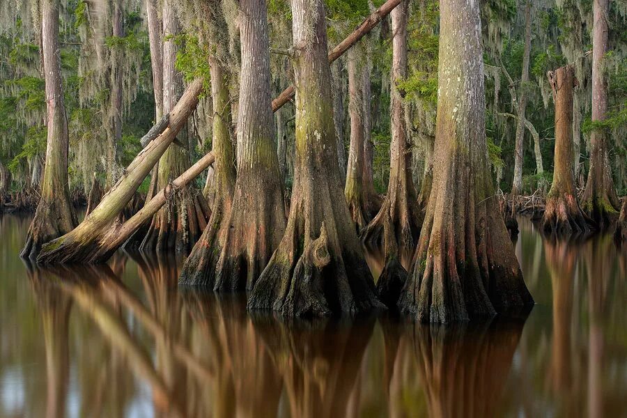 Болотистое дерево. Болотный Кипарис Луизиана. Леса Луизианы. Кипарисовые болота Флорида. Болота Луизианы.