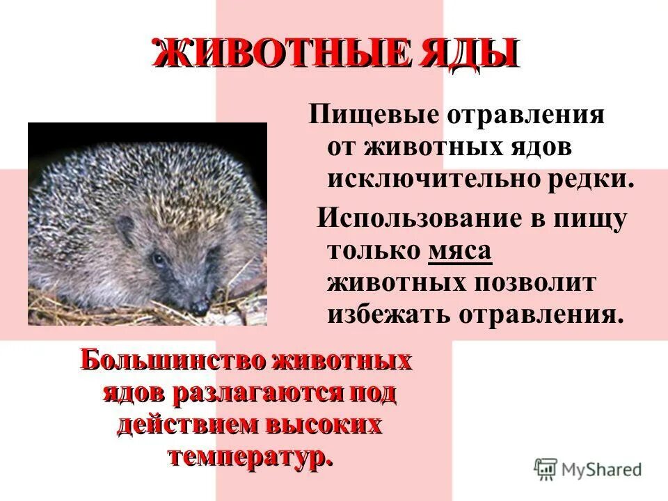 Какой яд содержится. Какой яд содержится