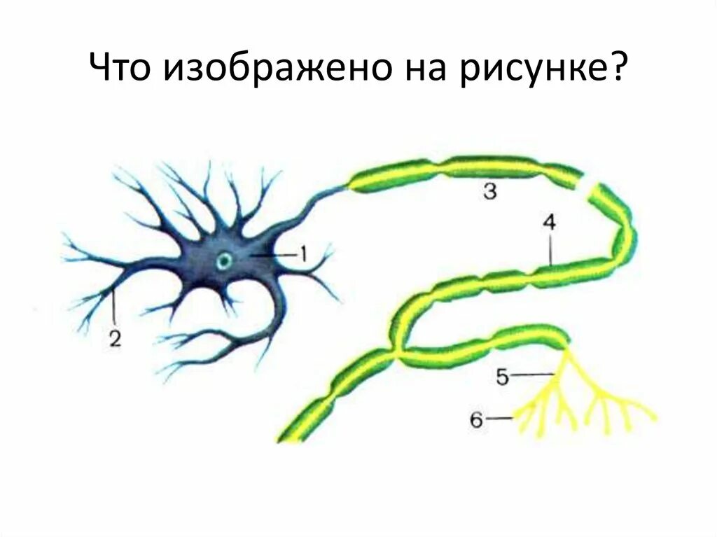 Короткие ветвящиеся отростки нервных клеток. Нейрон Аксон дендрит синапс. Нейрон дендриты это короткие отростки. Дендриты это короткие ветвящиеся отростки. Дендрит нейрона.