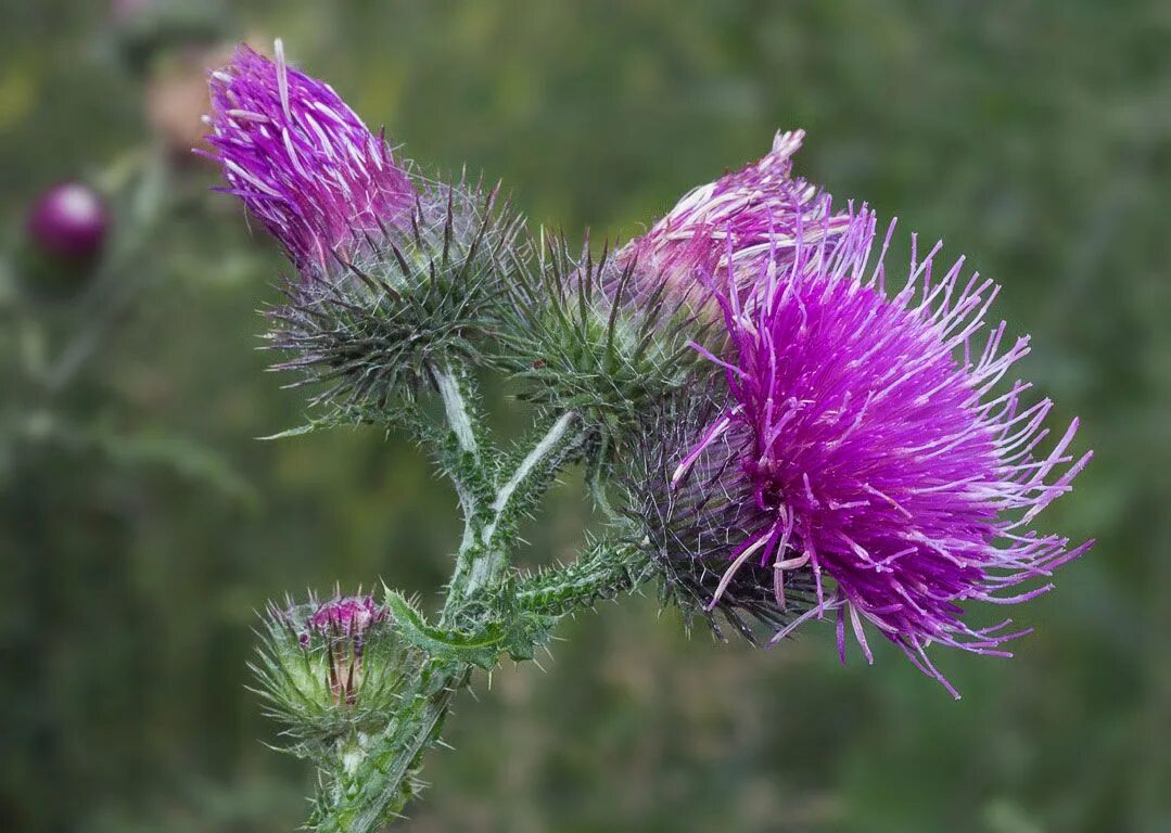 Scotland plants. Чертополох курчавый. Чертополох курчавый (Carduus crispus). Бодяк красноголовый. Чертополох кучерявый.