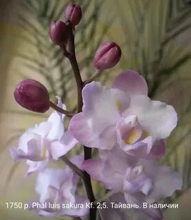Орхидея льюис сакура - 77 фото