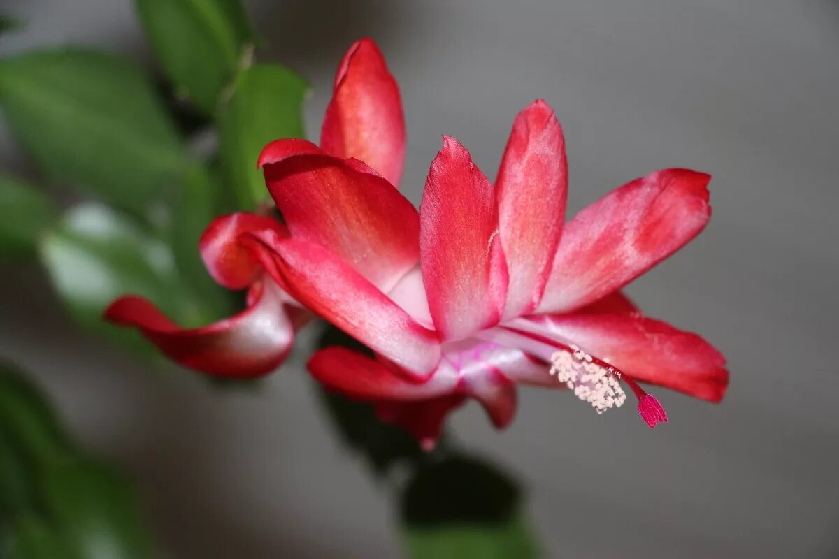 зигокактус декабрист рождественник. зигокактус шлюмбергера. т декабрист. т декабрист. зигокактус рождественник.