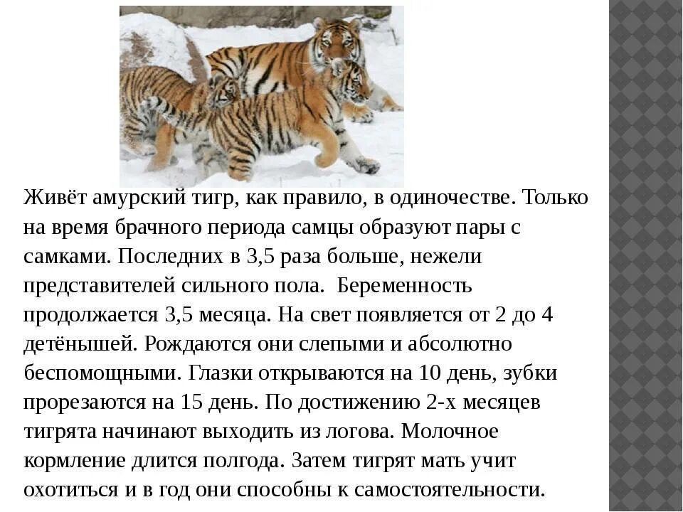 Тигры живущие в россии. Где обитают тигры. Амурский тигр. Где живёт морской тигр. Амурский тигр обитает.