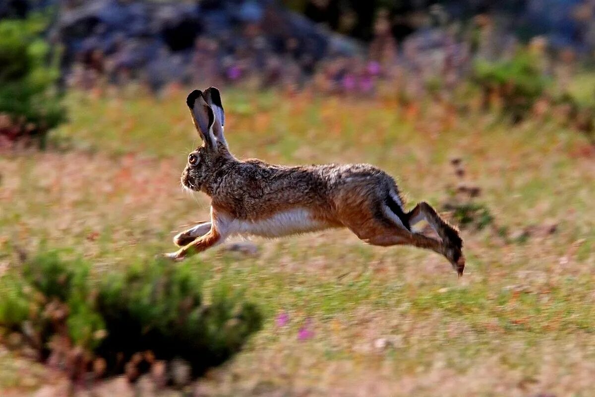 Иберийский заяц. Заяц Русак бежит. Заяц Русак бег. Хвост зайца русака. Заяц в ластах