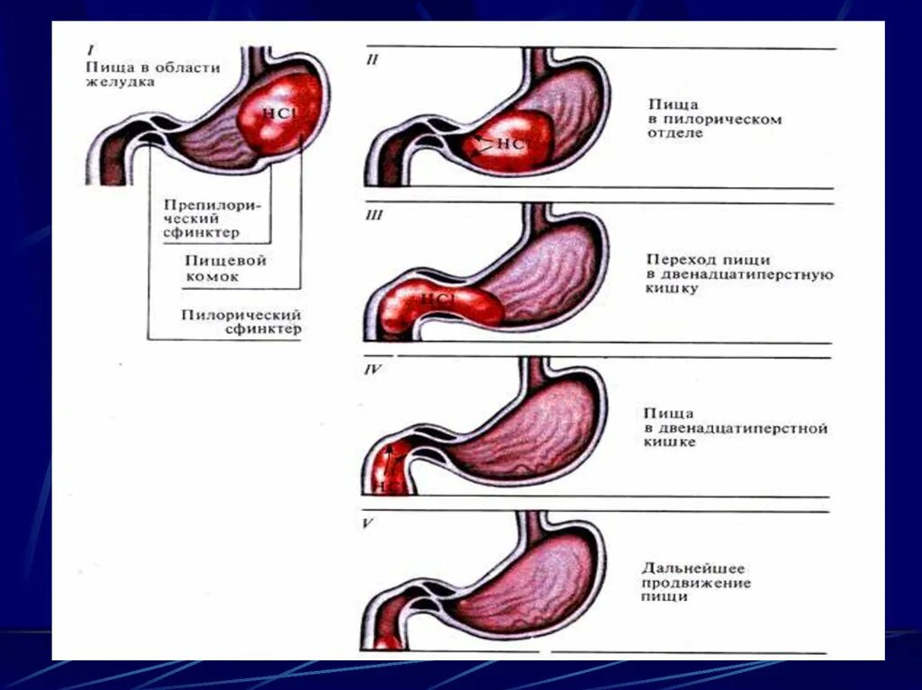 Обработка пищевого комка желчью. Механизм эвакуации пищи из желудка в ДПК. Атрезия пилорического отдела желудка. Пилорический сфинктер физиология. Физиология желудка и двенадцатиперстной кишки.