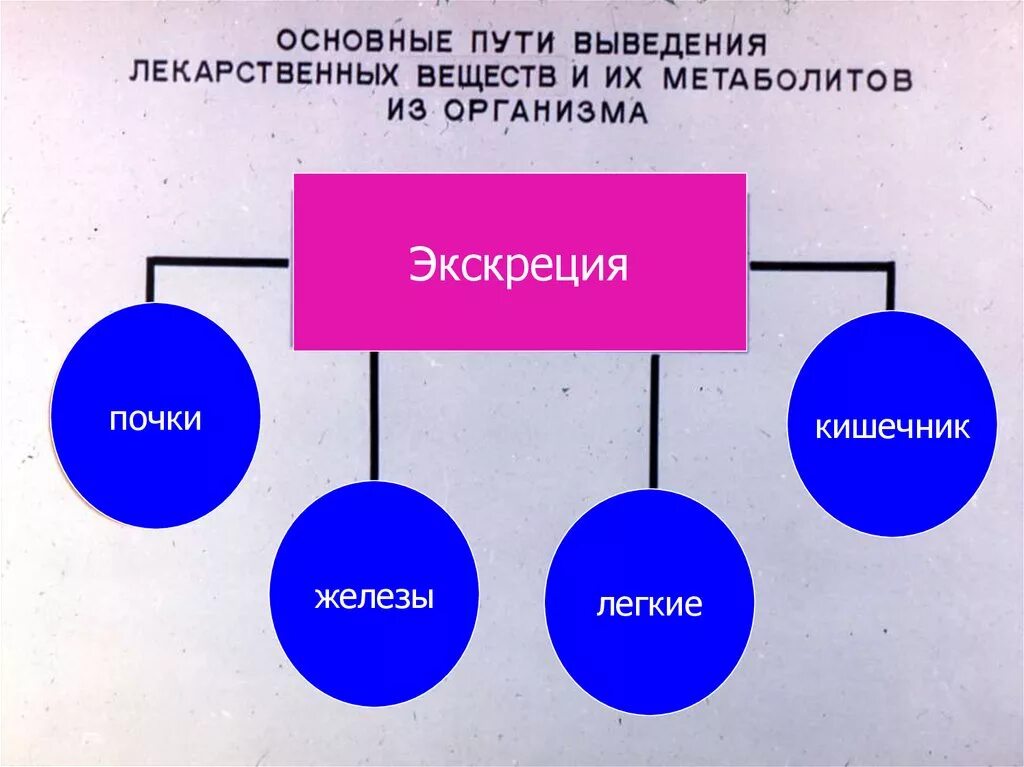 Главное путь. Основные пути выведения лекарств. Основные пути выведения лс. Экскреция лекарственных веществ – пути выведения.. Основные пути выведения веществ из организма.