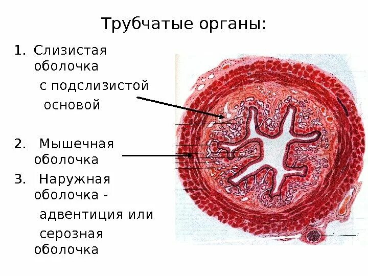 Общий план строения полых (трубчатых) органов. Поперечный срез стенки трубчатого органа. Строение стенки трубчатых органов схема. Схема поперечного среза стенки трубчатого органа.