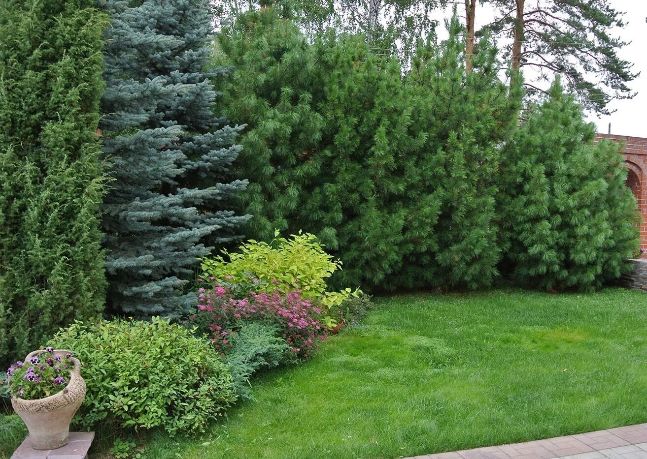 сосна горная ватерери (мугус). сосны дачный. сосна горная мугус. сосны дачный. лиственница европейская фастигиата.