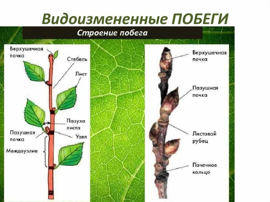 Листья расположены на удлиненных побегах