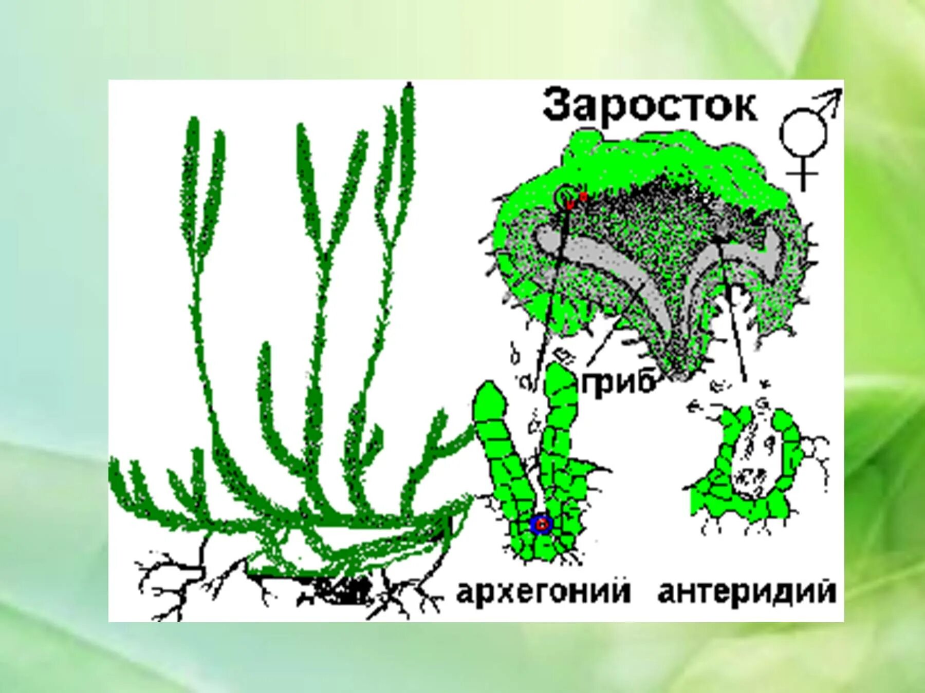 Гаметофит плауна булавовидного. Заросток плауна булавовидного. Цикл плауна булавовидного. Заросток гаметофит папоротника.