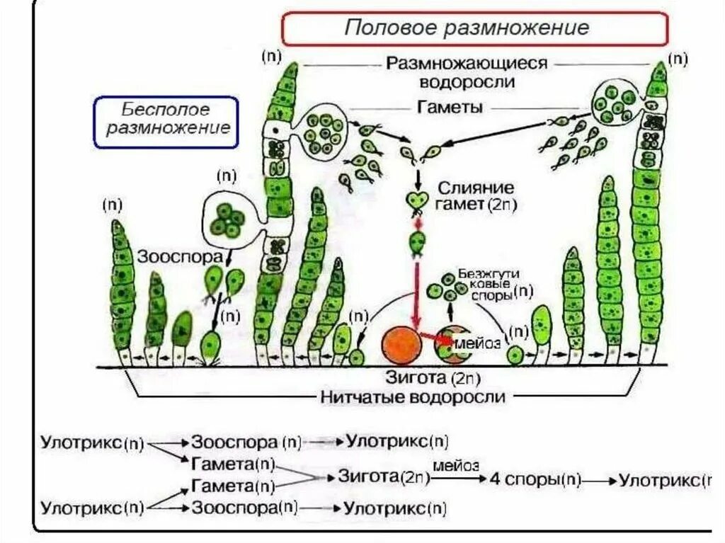 Цикл размножения улотрикса. Жизненный цикл улотрикса схема. Улотрикс чередование поколений. Жизненный цикл споровых растений схема.