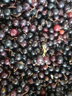 Вкус йошты
