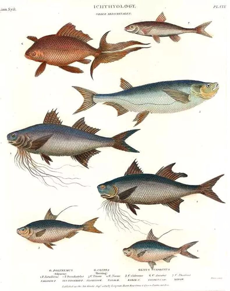 Какая биология изучает рыб. Ихтиология. Изучение рыб. Изучаем рыб. Ихтиология это наука о.