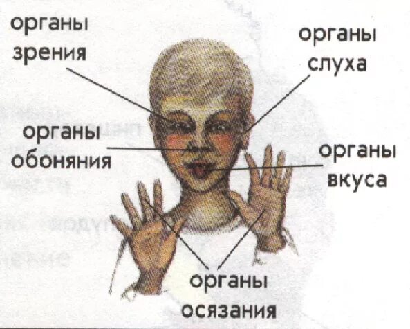 Органы чувств человека. Органы слуха зрения обоняния осязания. Осязание обоняние зрение слух вкус. Органы слуха зрения вкуса.