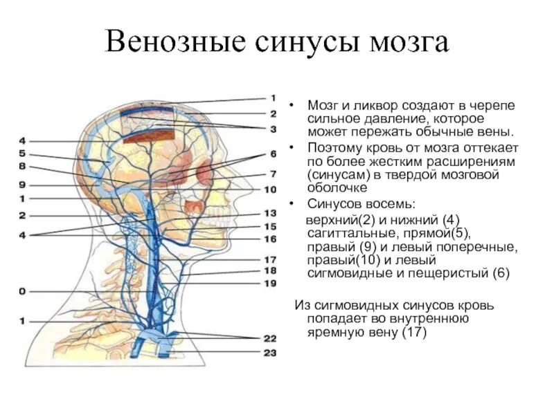 Вены головного мозга