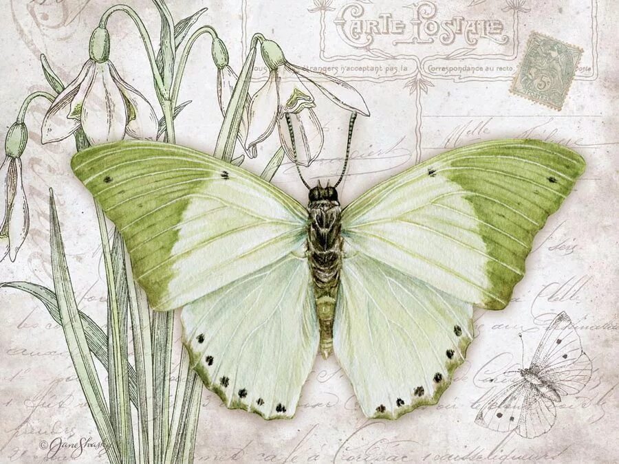 Jane Shasky. Бабочки художник Jane Shasky. Винтажная бабочка. Винтажные бабочки.