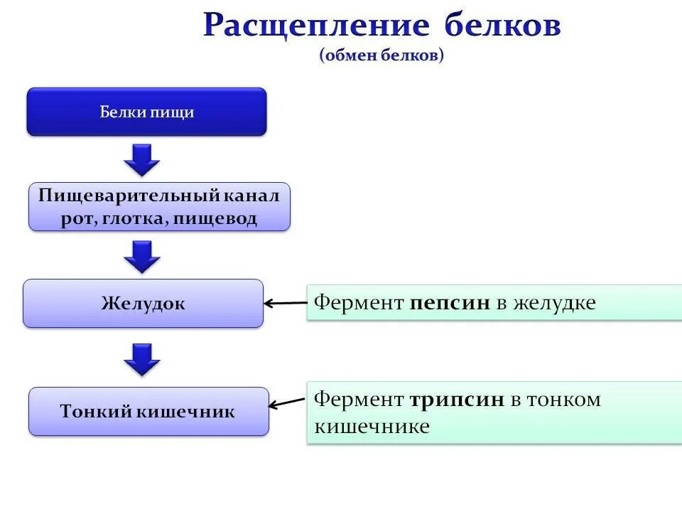 Где расщепляются белки и углеводы. Этапы расщепления белка. Схема расщепления белков. Белки расщепляются. Белки в ЖКТ расщепляются до.