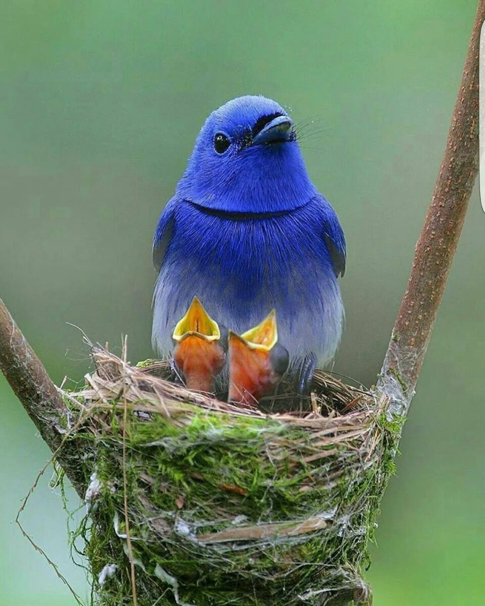 Картинки птиц. Голубая Грандала. Голубая Грандала птица. Пичужка птенец. Красивые птицы.