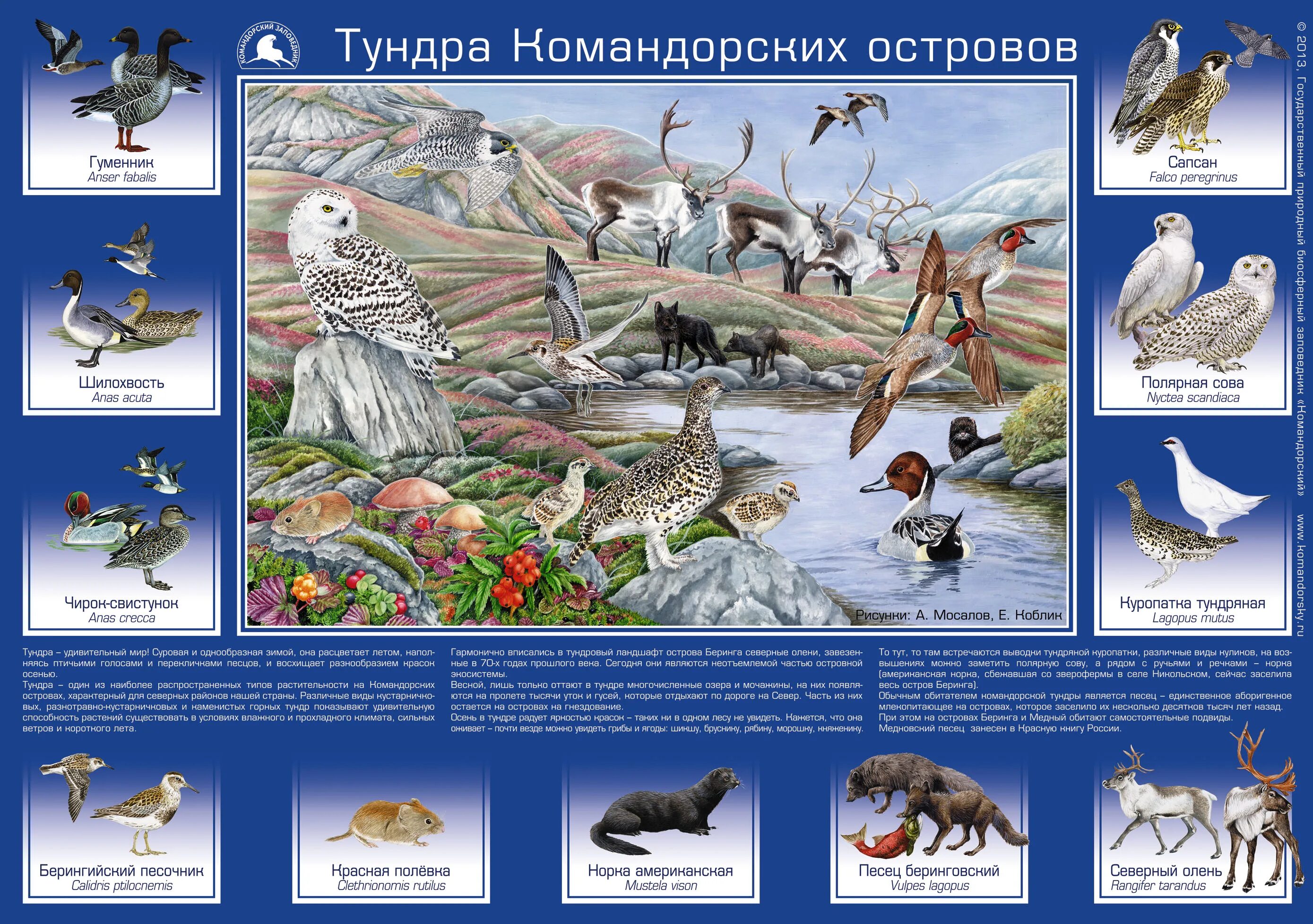 обитателем тундры не является. млекопитающие животные тундры. животные тундры и лесотундры северной америки. обитателем тундры не является. животных тундры.