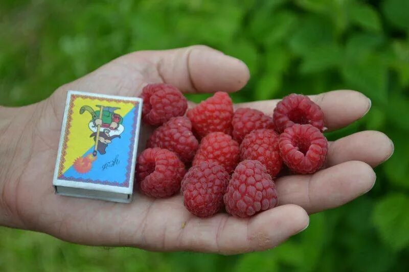 Малина глен описание сорта фото отзывы. Малина глен файн. саженцы малины глен файн. малина красная глен файн. малина обыкновенная глен файн.