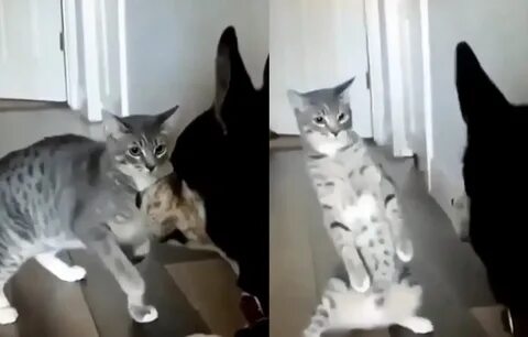 Кошки нападающие на собак