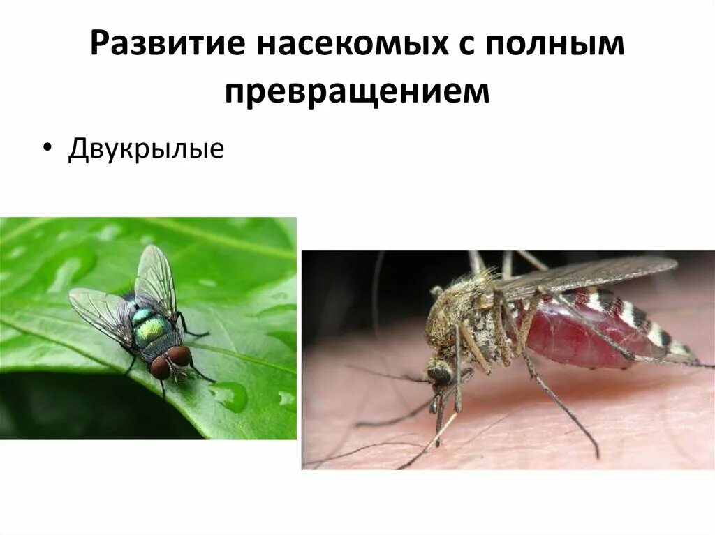 Комар превращение. Комар полное превращение. Развитие комара с полным превращением. Двукрылые полное превращение.