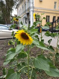 Улица подсолнухов