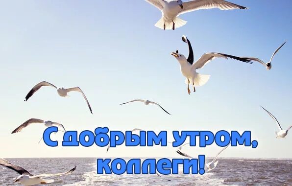 Добро утро коллеги