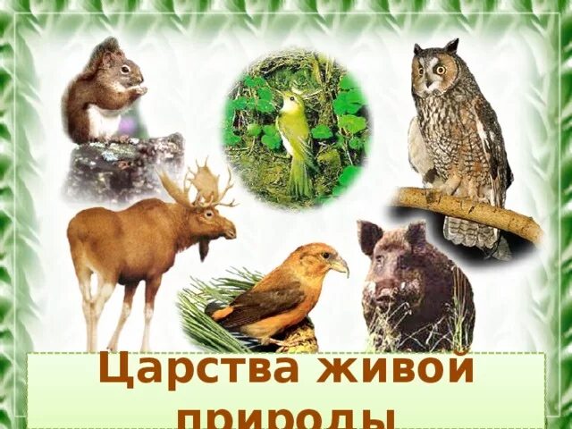 Презентация "Какие разные - братья наши меньшие!" (6 класс) по биологии - скачат