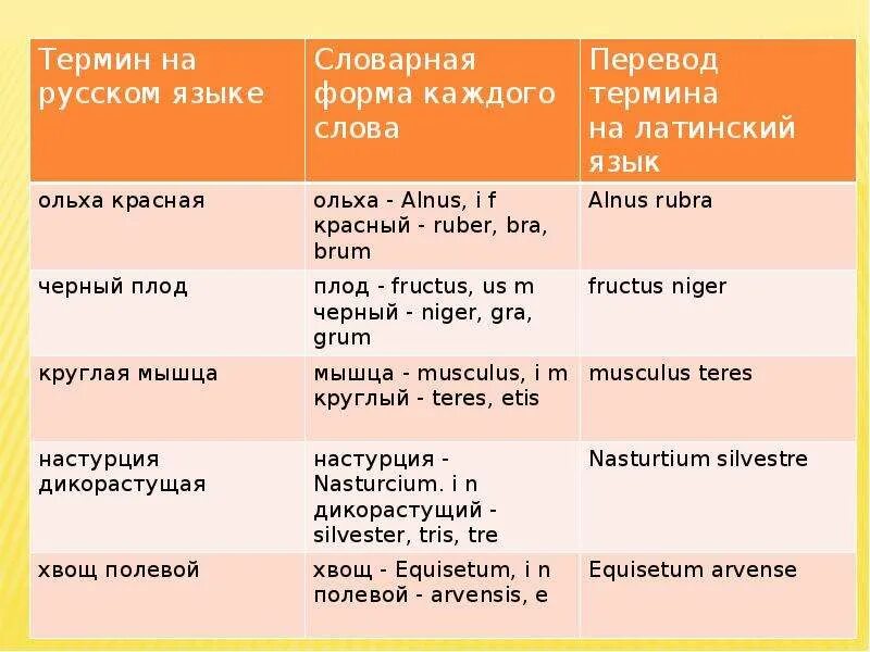 Группы прилагательных в латинском. Термины прилагательное на латыни. Прилагательные на латинском с переводом. Прилагательные на латыни с переводом. Прилагательные на латинском языке с переводом.