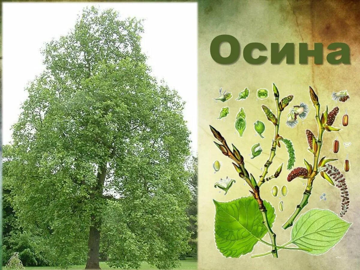 Осина обыкновенная (Populus tremula). Тополь дрожащий крона. Тополь дрожащий осина. Тополь дерево листья. Осина в какой природной