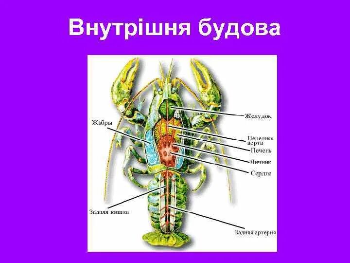 Зелёные железы у ракообразных. Членистоногие пищеварительная система. Речные раки органы выделения. Речные раки органы выделения. Речные раки органы выделения.